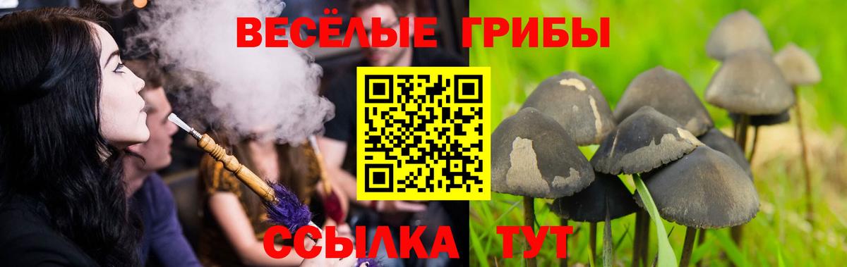 Псилоцибиновые грибы Cubensis  Псилоцибиновые грибы Psilocybine cubensis  Владимир  Вход с VPN 